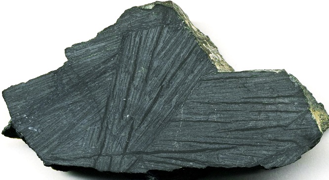 spinifex2020(7).jpg