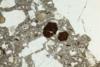 biotite2012a(2).jpg