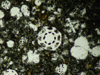 dendritica(9).jpg