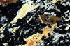 kimberlite(canada)(31).jpg