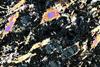 kimberlite(canada)(44).jpg