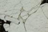 leucite2012a(8).jpg