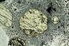 pyroxene2020(25).jpg