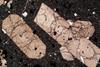 pyroxene2020(5).jpg