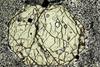 pyroxene2020(7).jpg